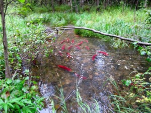 Sockeyes migrating up Meadow Creek. K.Mueller/USFWS